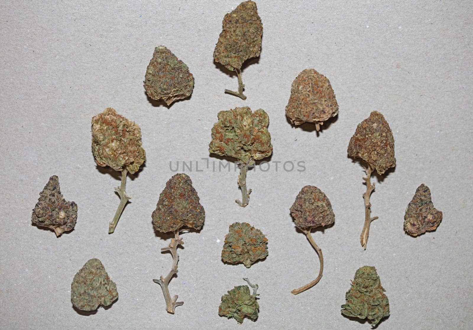 Cannabis various buds super private collection medical marihuana grass mania macro background high quality focus stack fifty megapixels prints