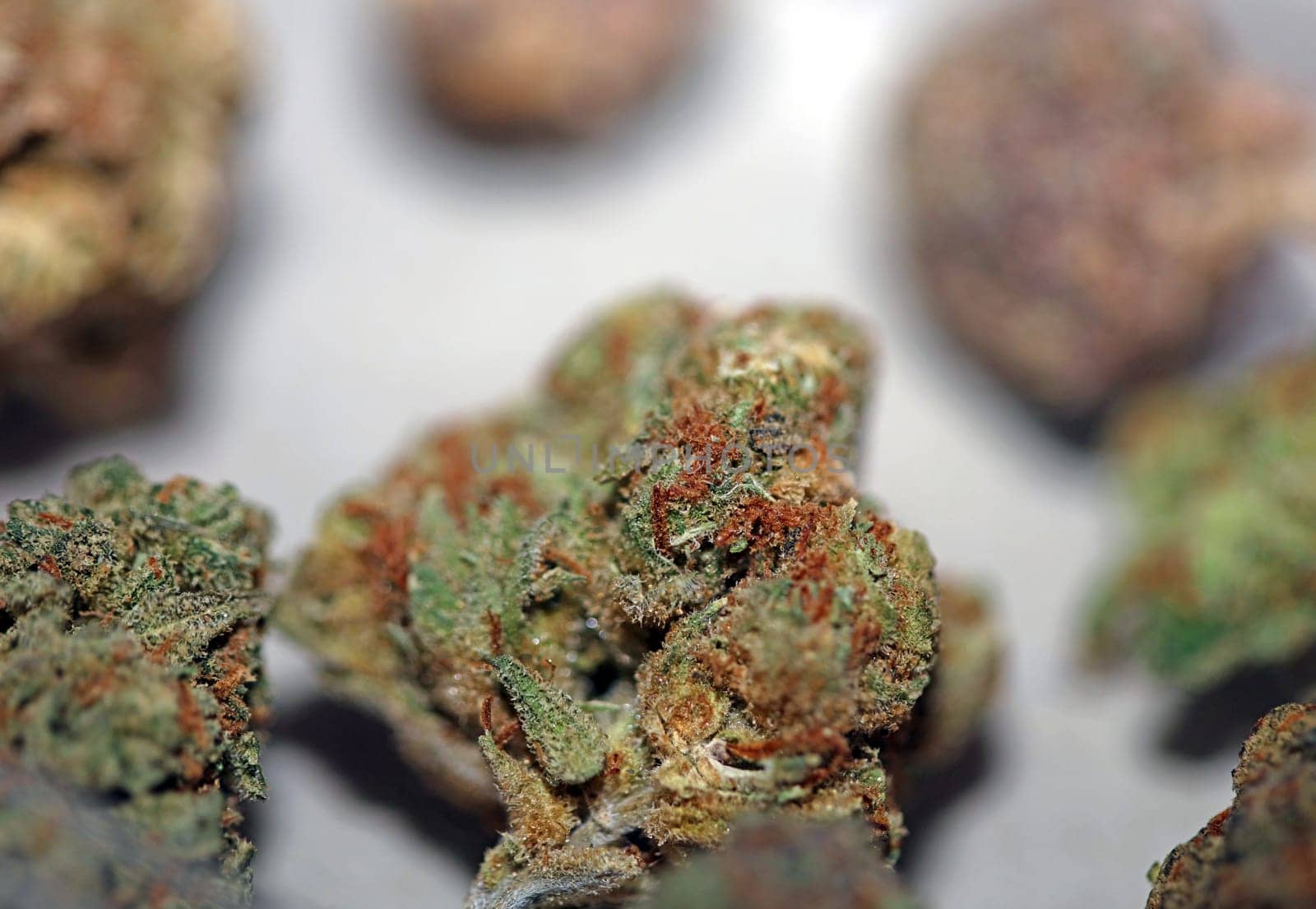 Cannabis various buds super private collection medical marihuana grass mania macro background high quality focus stack fifty megapixels prints