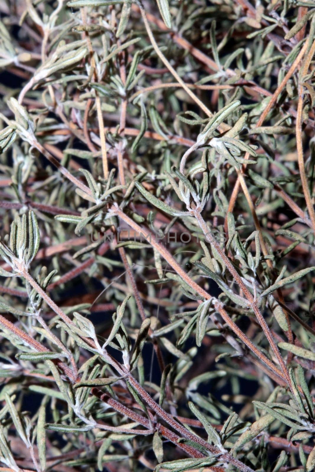 Dried rubbed thyme fresh natural botanical healthy powerful gods herbs sprig close up background high quality instant stock photos