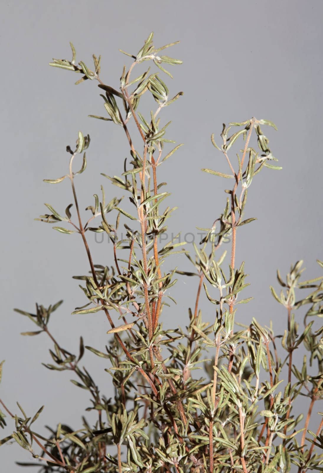 Dried rubbed thyme fresh natural botanical healthy powerful gods herbs sprig close up background high quality instant stock photos