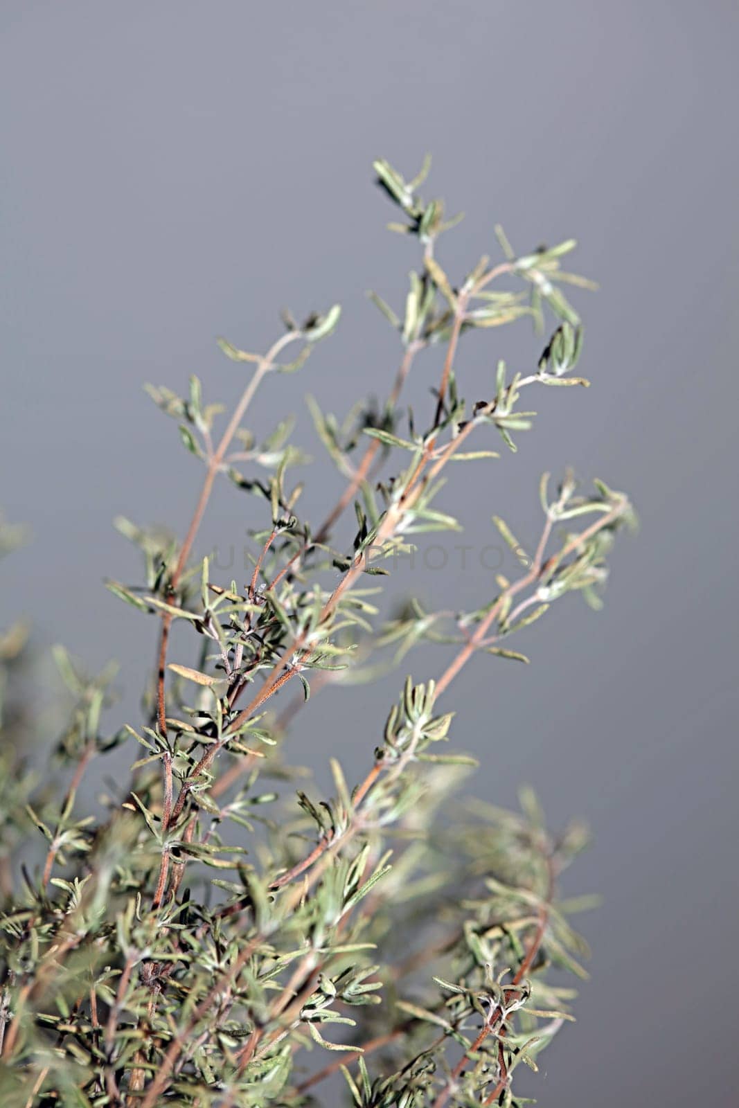Dried rubbed thyme fresh natural botanical healthy powerful gods herbs sprig close up background high quality instant stock photos