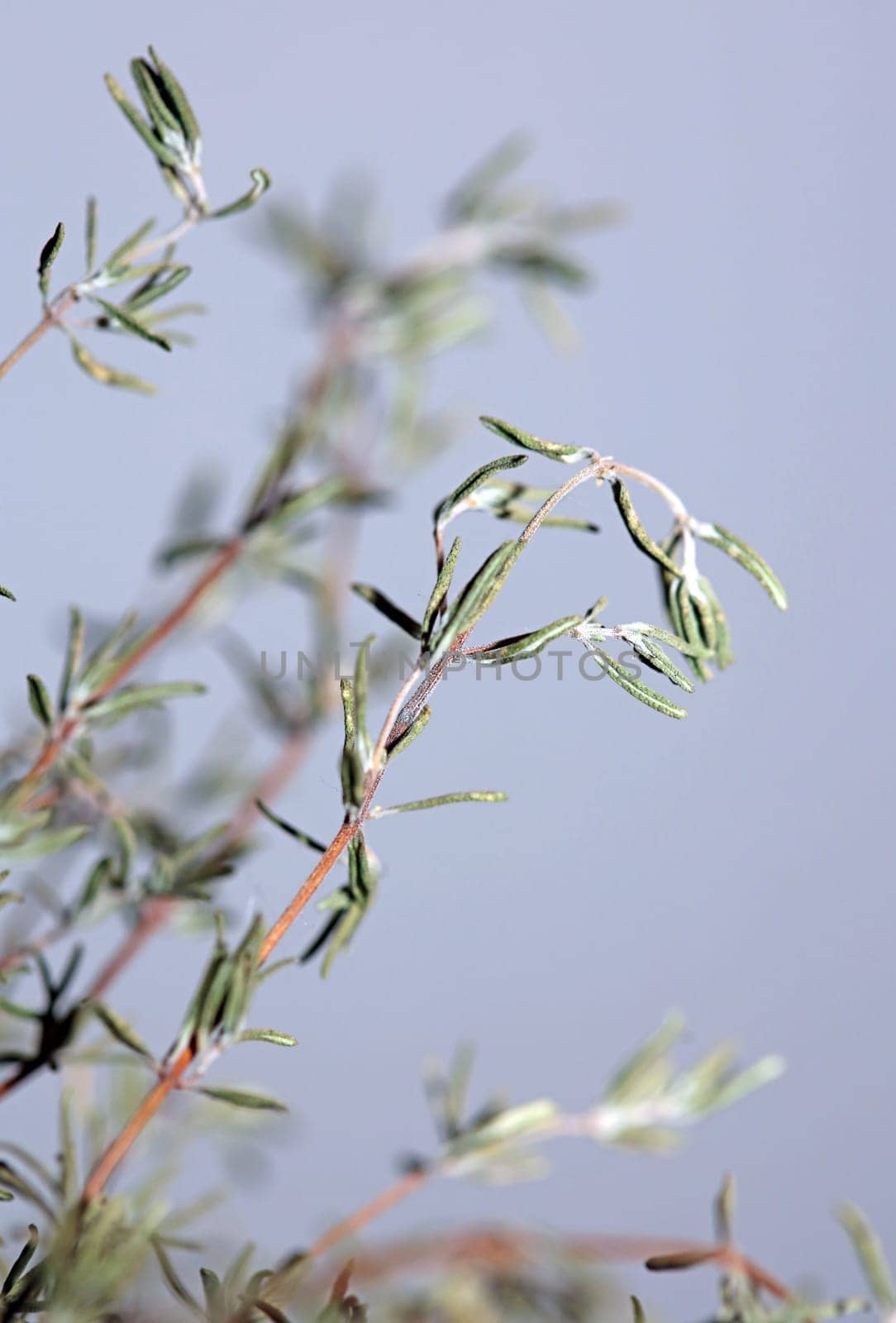 Dried rubbed thyme fresh natural botanical healthy powerful gods herbs sprig close up background high quality instant stock photos