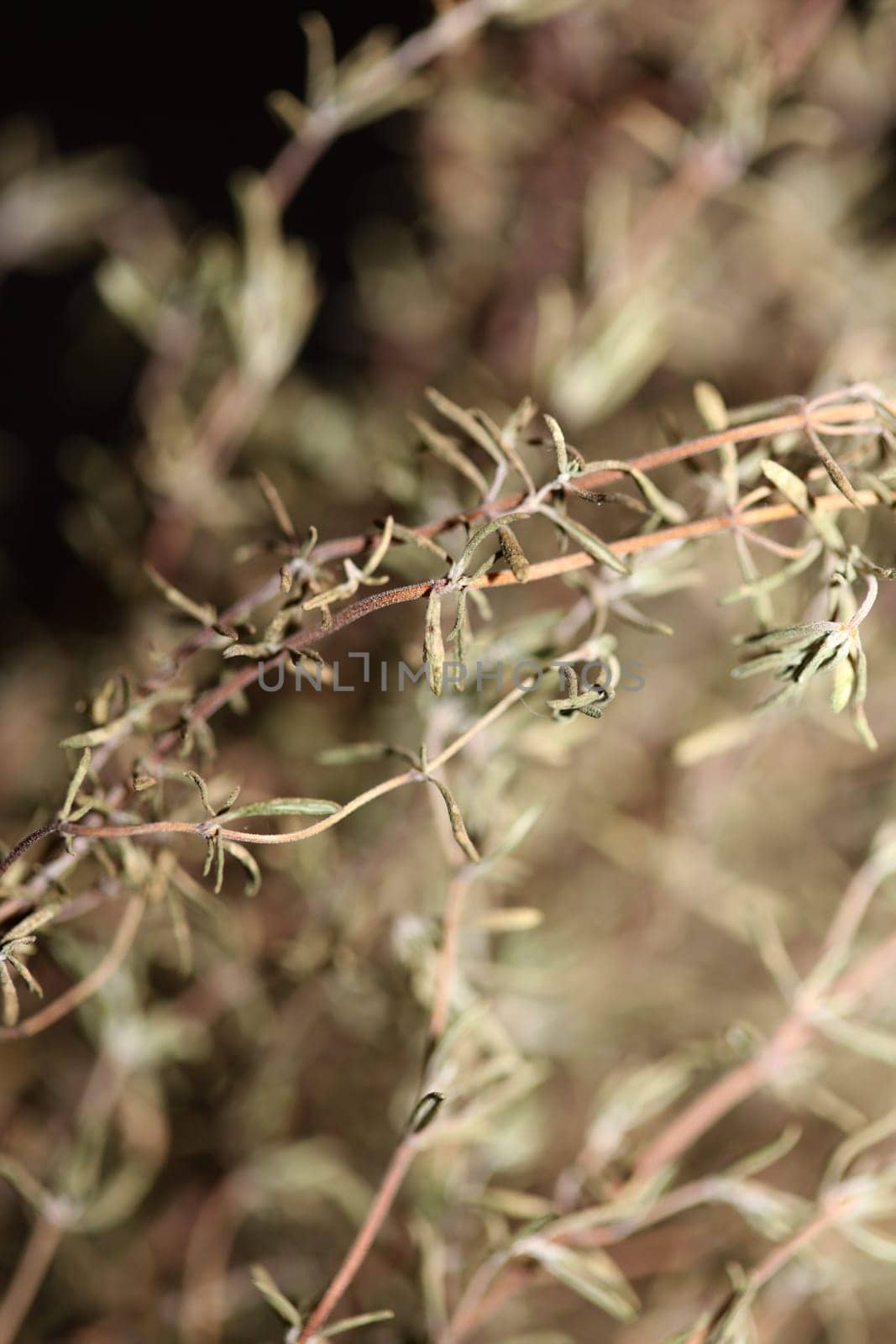 Dried rubbed thyme fresh natural botanical healthy powerful gods herbs sprig close up background high quality instant stock photos