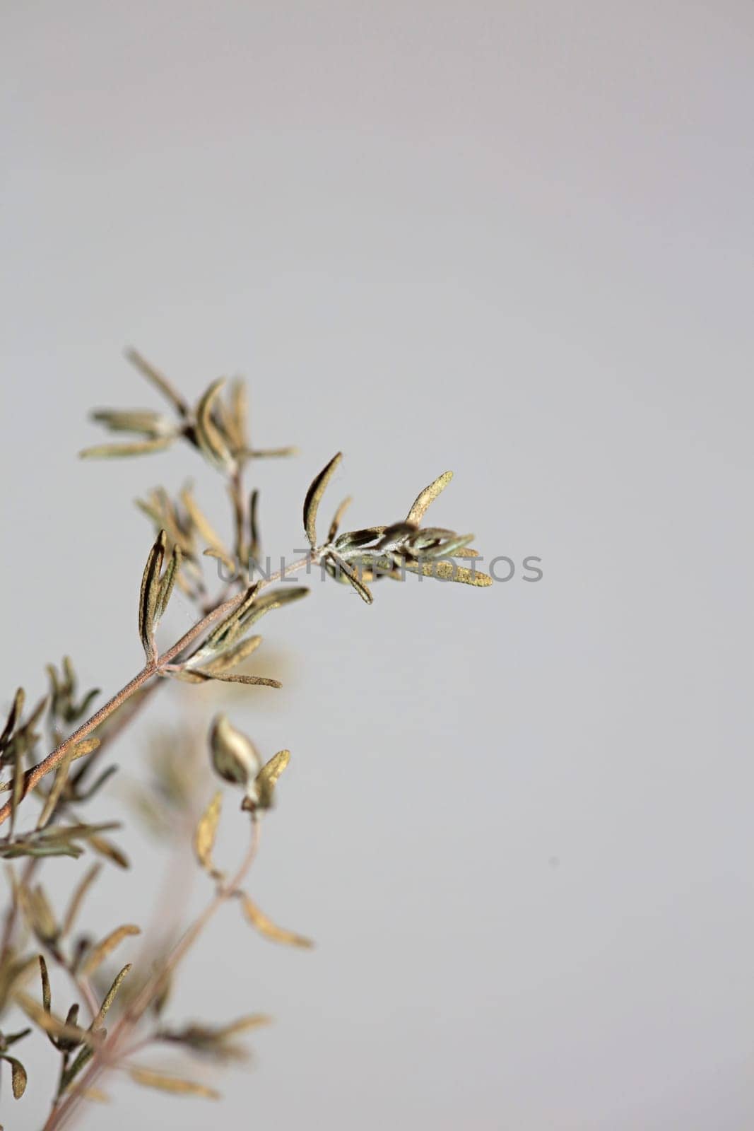Dried rubbed thyme fresh natural botanical healthy powerful gods herbs sprig close up background high quality instant stock photos