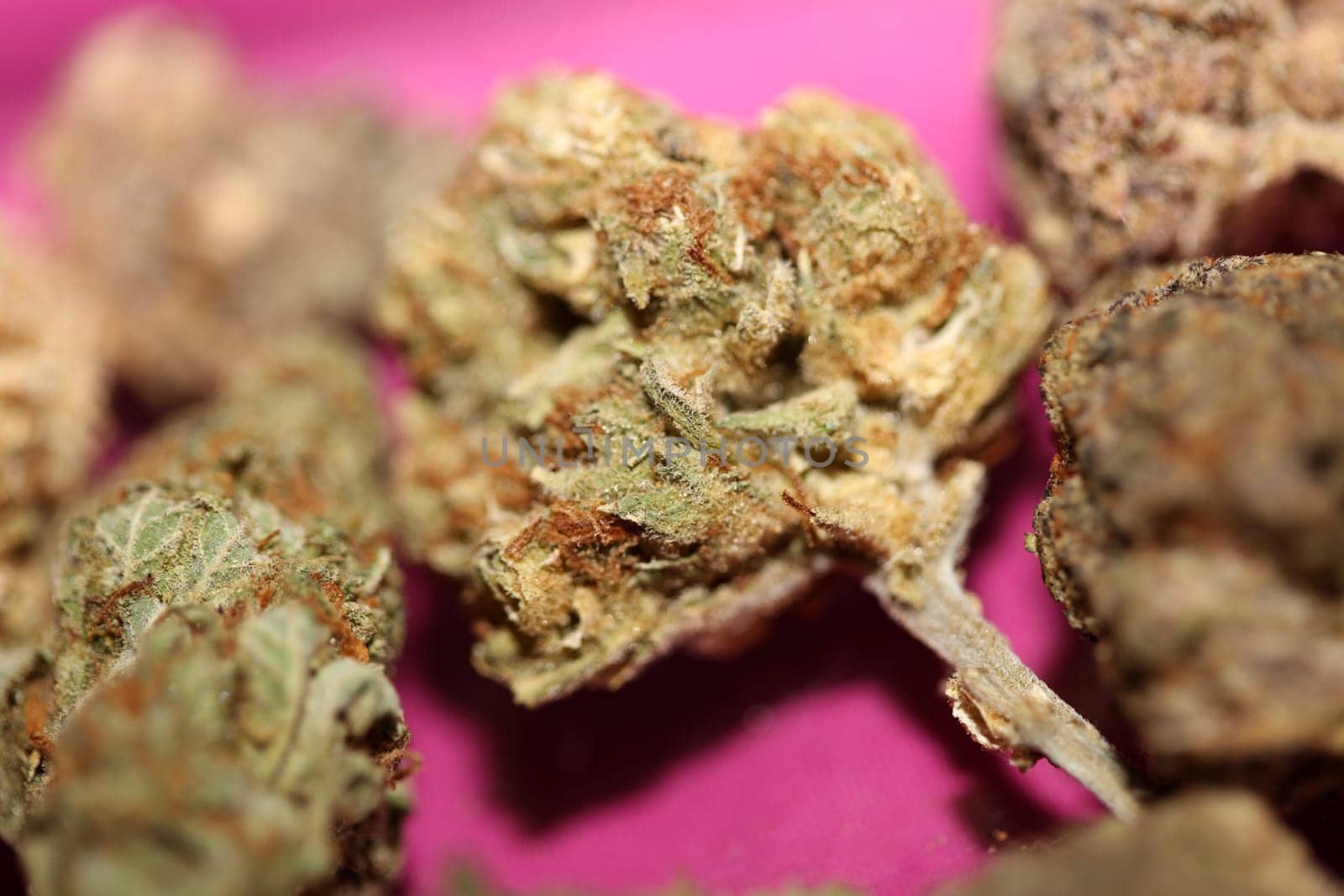 Cannabis various buds super private collection medical marihuana grass mania macro background high quality focus stack fifty megapixels prints