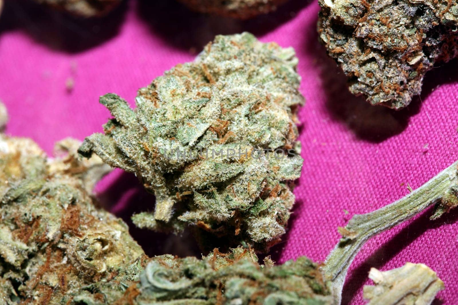 Cannabis various buds super private collection medical marihuana grass mania macro background high quality focus stack fifty megapixels prints