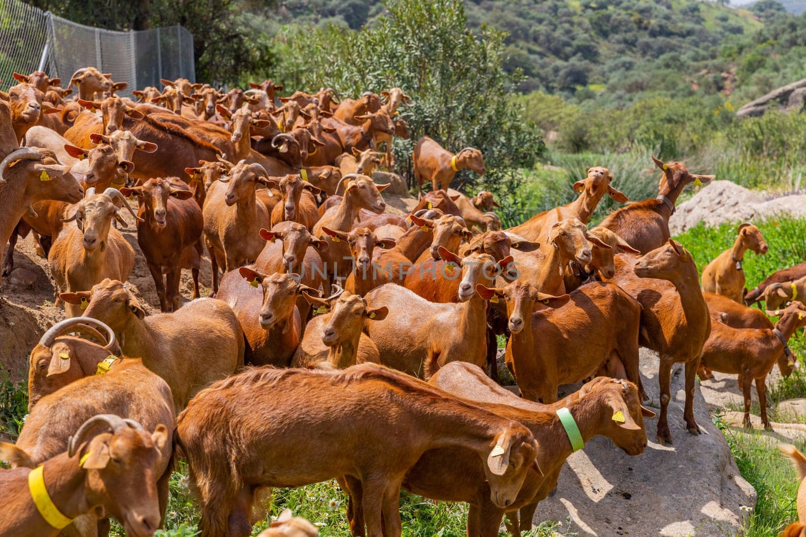 Granada, Spain: April 19, 2024: Goats in a farm in Andalucia, Granada, Spain