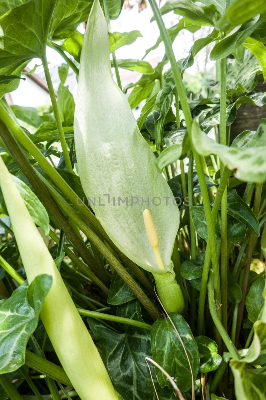 Italienischer Aronstab (Arum italicum) - blühende Pflanze