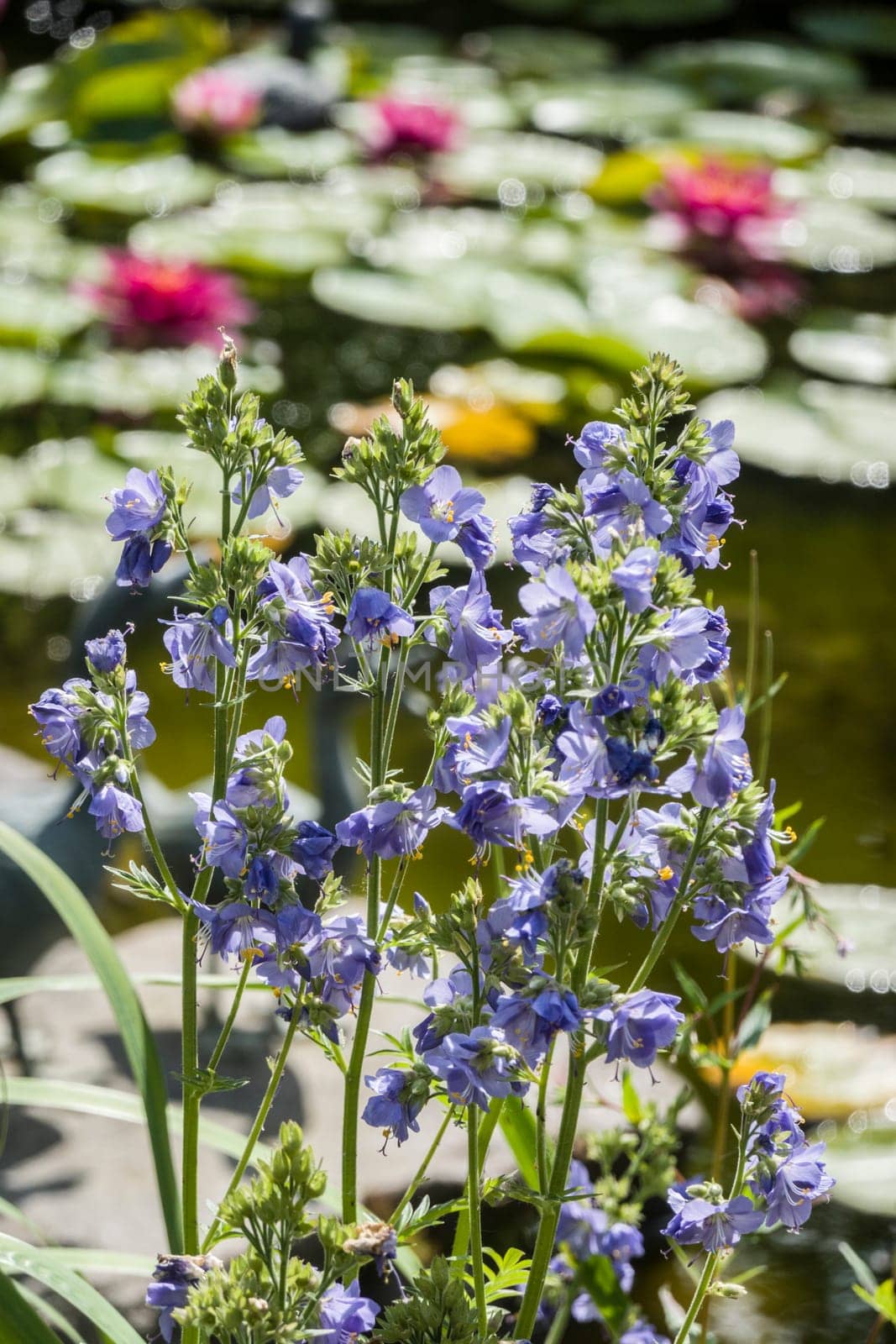 blaue Jakobsleiter, Himmelsleiter, Sperrkraut, (Polemonium caeruleum) am Seerosenteich