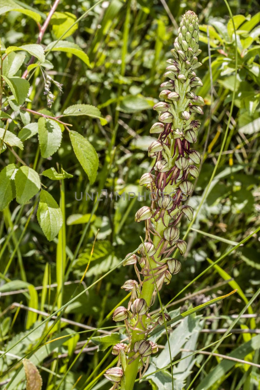 Ohnhorn (Orchis anthropophora, Syn. Aceras anthropophorum), wilde Orchidee, Nordrhein-Westfalen, Deutschland, Zülpich