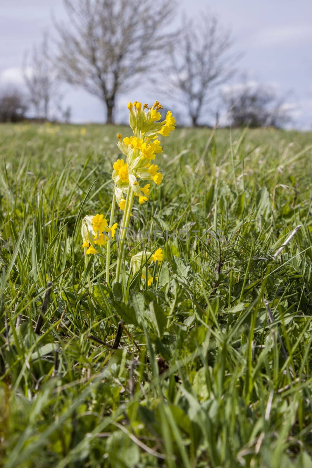 Echte Schlüsselblume (Primula veris  Syn. Primula officinalis)