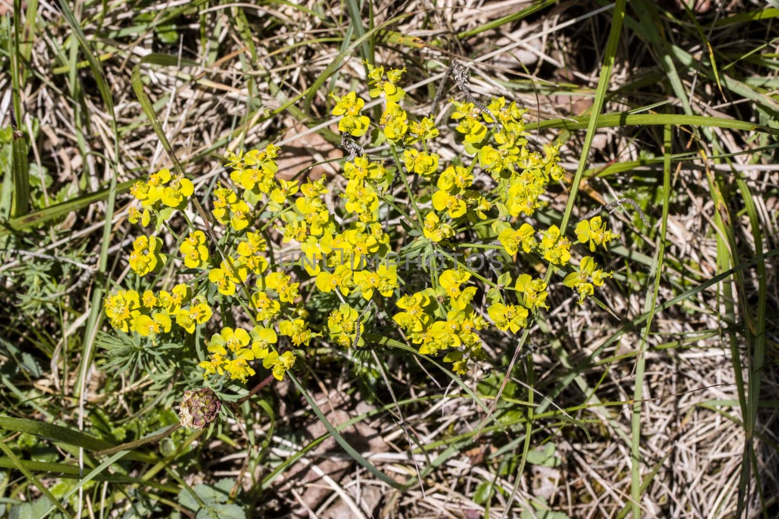 Zypressenwolfsmilch, Zypressen-Wolfsmilch (Euphorbia cyparissias)