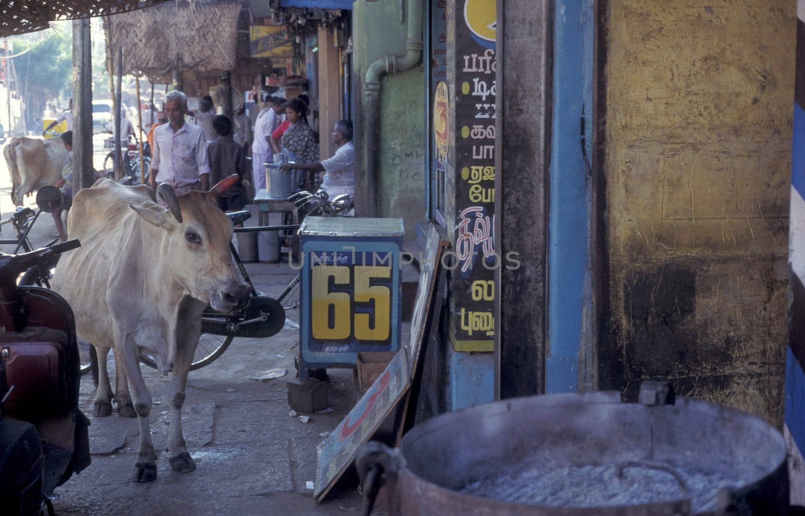 a Holy cow in a street in the city of Madurai in the Province Tamil Nadu in India.  India, Madurai, April, 1998