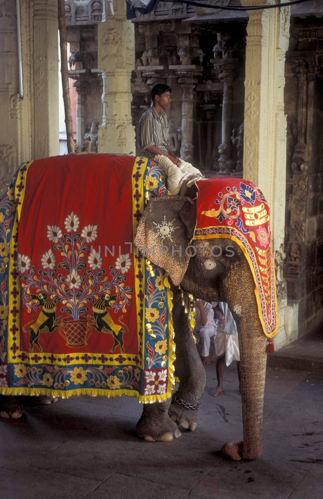 a Hindu Elephant ceremony in the Meenakshi Amman Temple in the city of Madurai in the Province Tamil Nadu in India.  India, Madurai, April, 1998