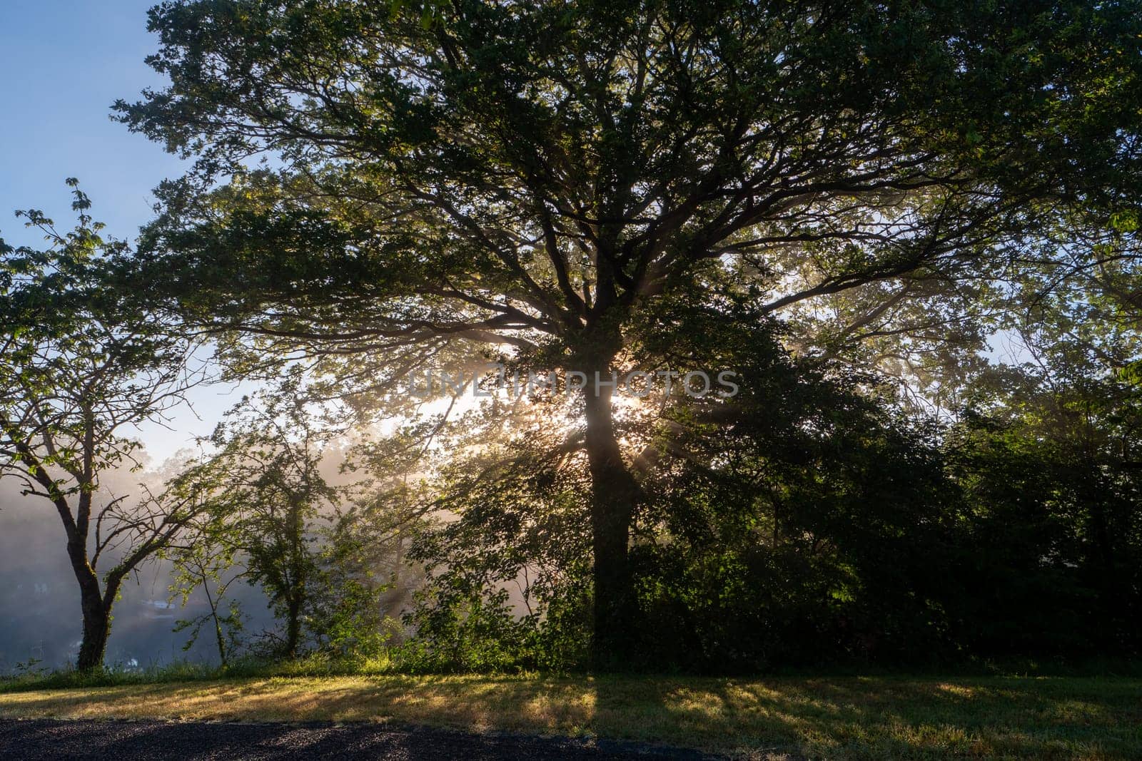 a sunrise in the mist over the pond