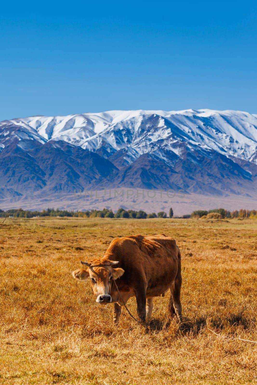 yellow milk cow grazing on dry grass pasture in front of mountains sunny autumn afternoon.