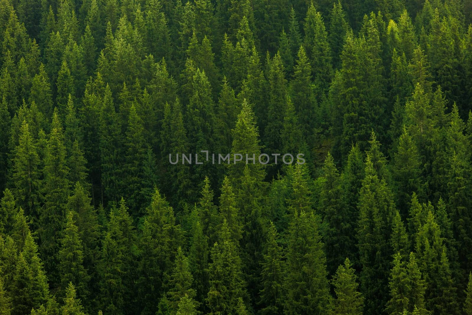 Closeup full-frame view of lush evergreen pine forest with vibrant green trees on mountain slope.