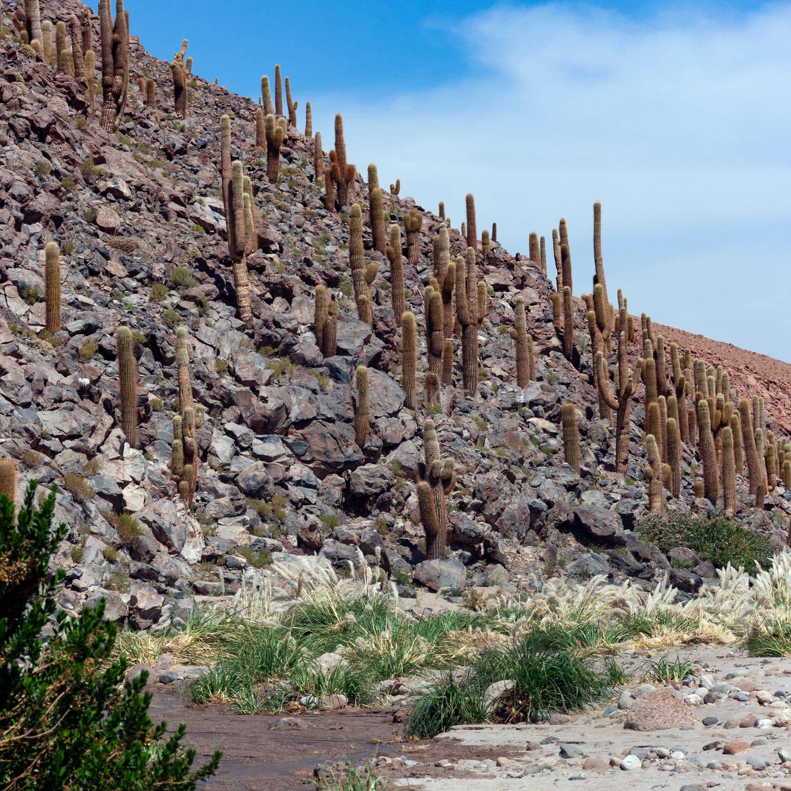 Giant cactus growing near a natural spring in Cactus Canyon near San Pedro de Atacama in the Atacama Desert, northern Chile, South America.
