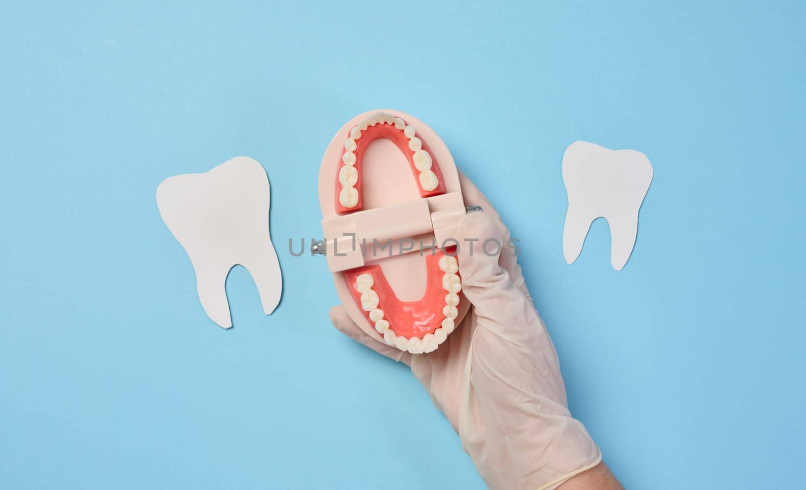 A woman's hand holds an artificial jaw with white teeth on a blue background, oral hygiene. Top view