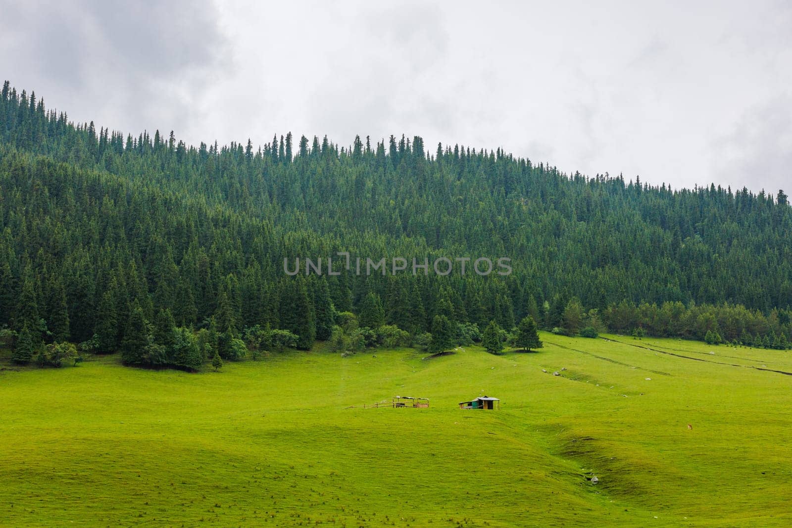 A beautiful green rainy meadow with small cattle pen and a forest on mountain slope in the background, creating a tranquil rural scenery