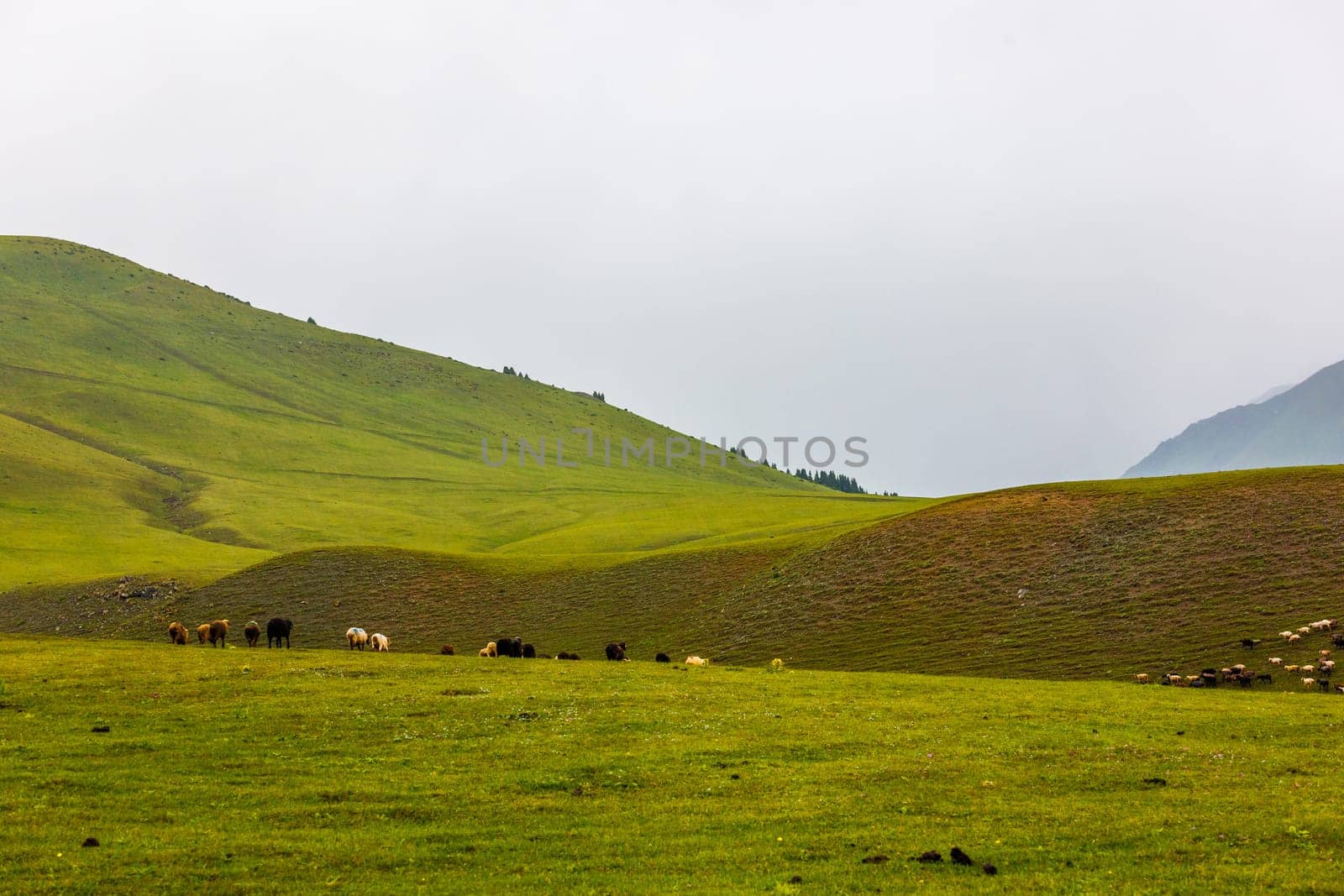 Flock of free-range sheep grazing at foggy field with misty mountain in the background in Kyrgyzstan