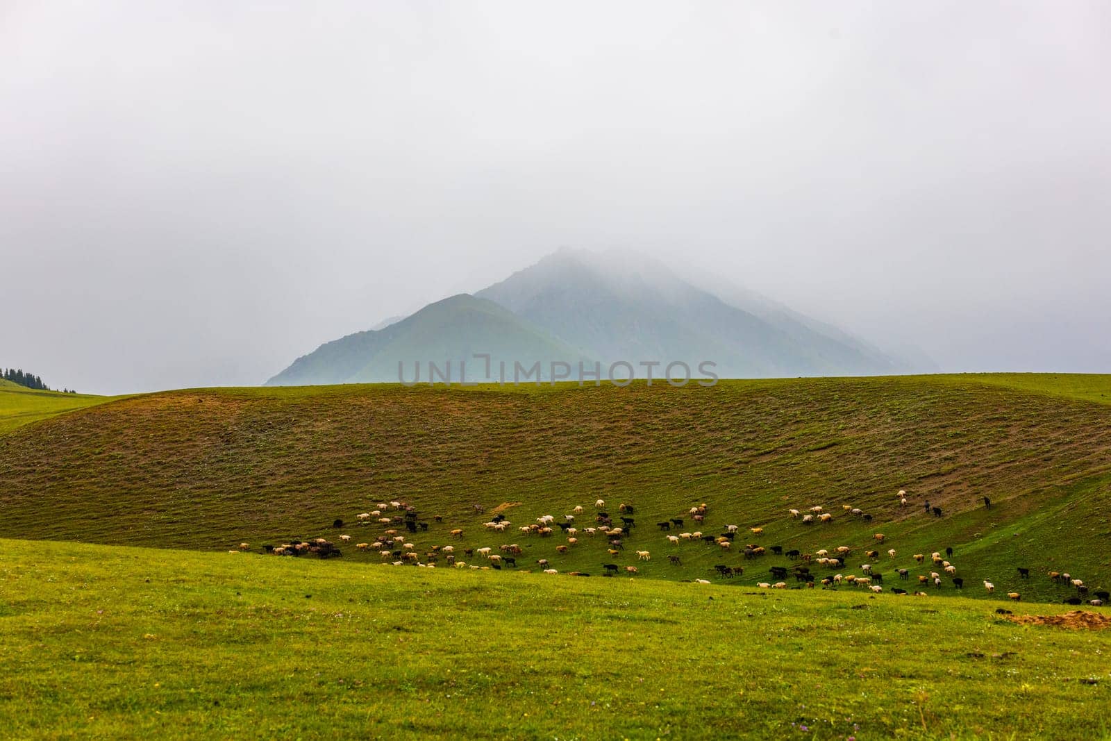 Flock of free-range sheep grazing at foggy field with misty mountain in the background in Kyrgyzstan