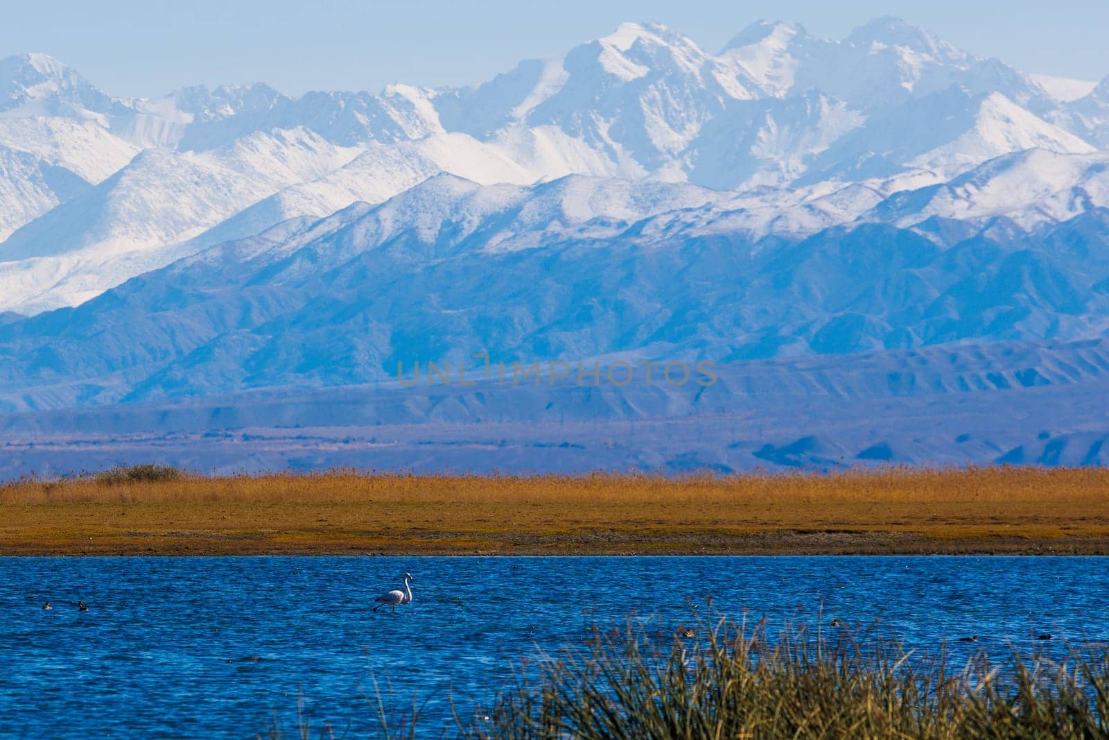 Pink flamingo in blue shallow water of Issyk-Kul lake with mountains on background at autumn afternoon.