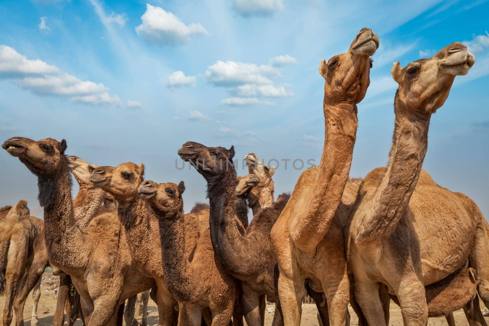 Camels at Pushkar Mela (Pushkar Camel Fair). Pushkar, Rajasthan, India