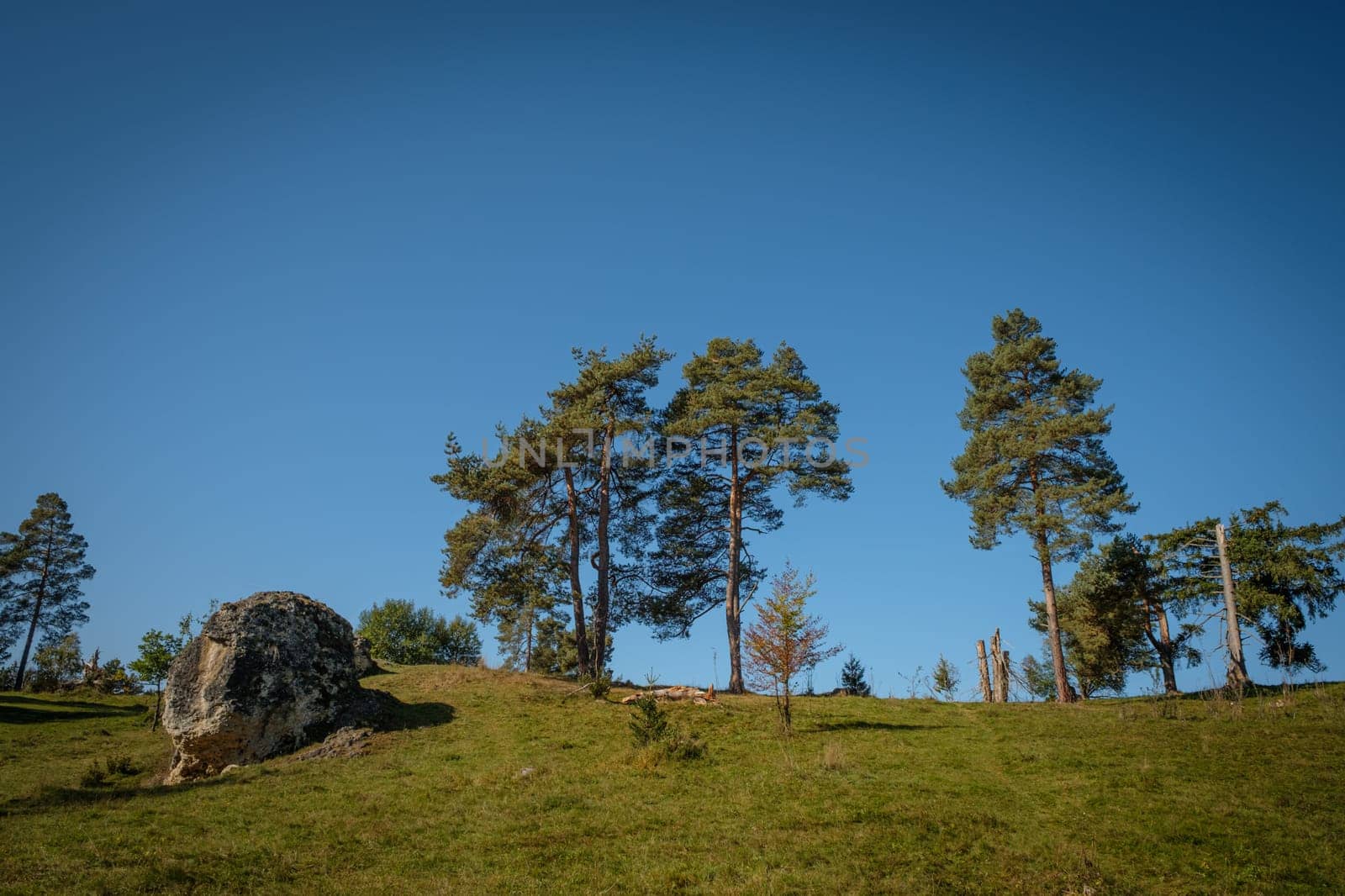 Rock on meadow with conifer trees and blue sky landscape