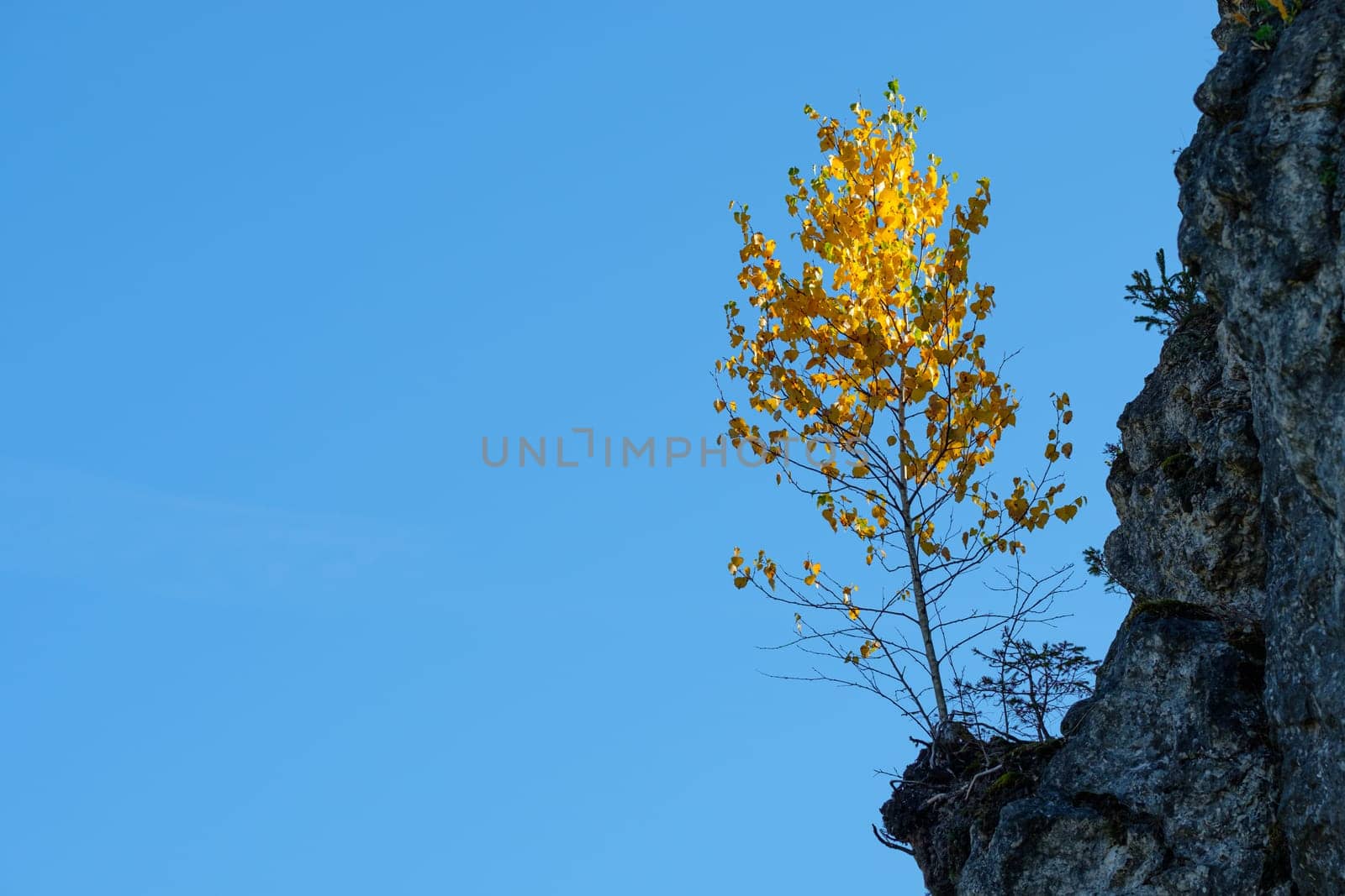 Birch tree plant on a rock in yellow autumn foliage
