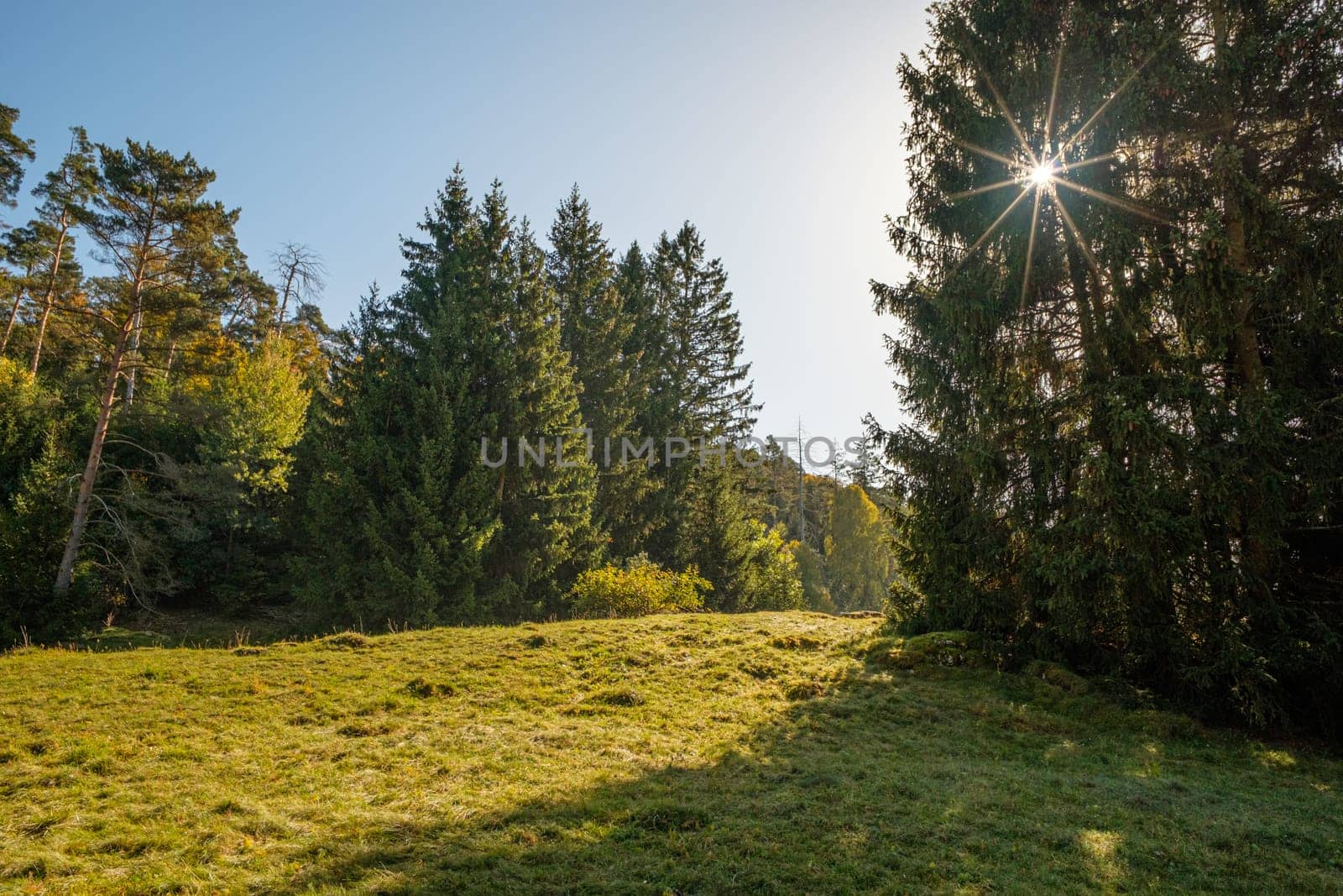 Meadow and forest with sunburst in back lit landscape