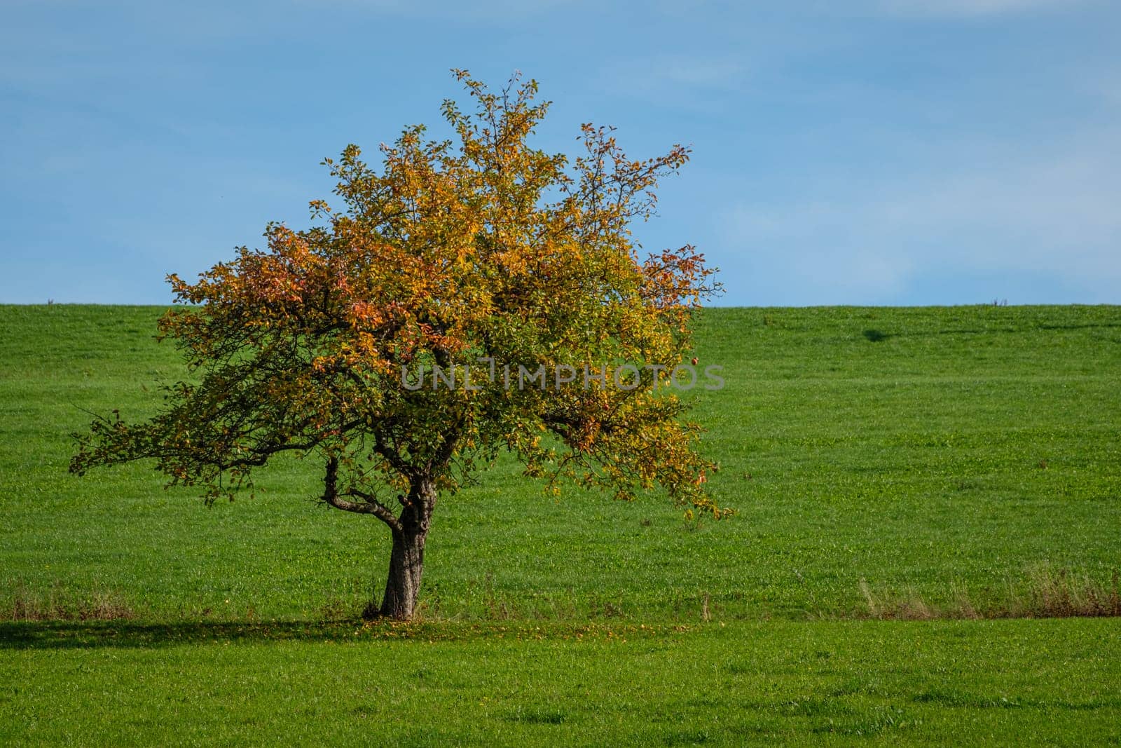Fruit tree in yellow orange autumn colours solitair