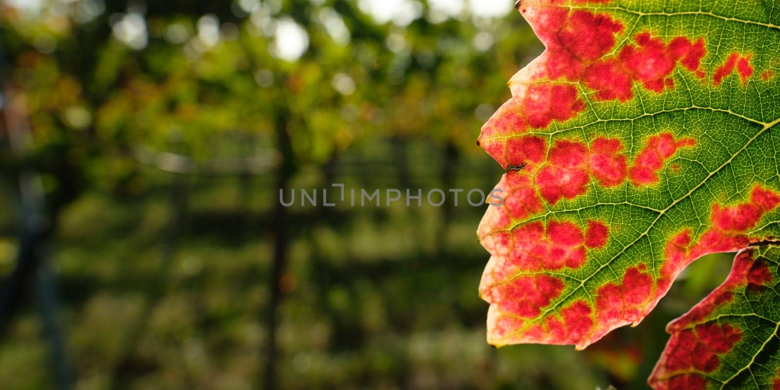 Vine leaf in red and green veins close-up in autumn