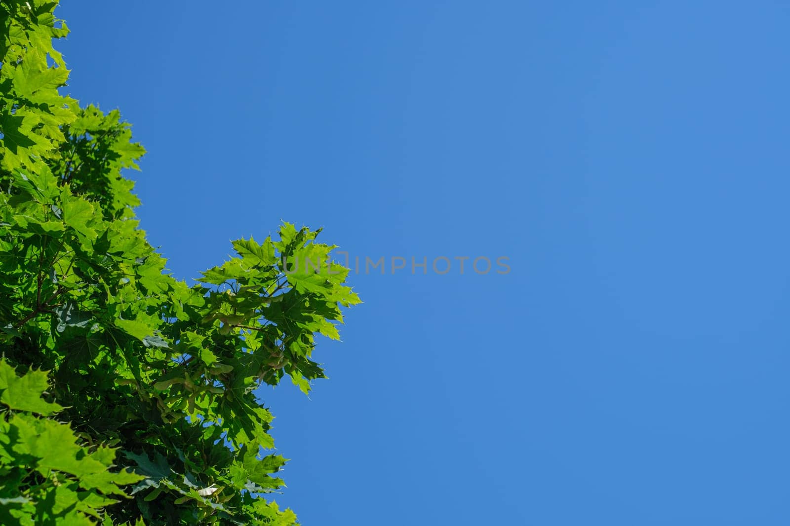 Twig with green maple leaves and blue sky plant