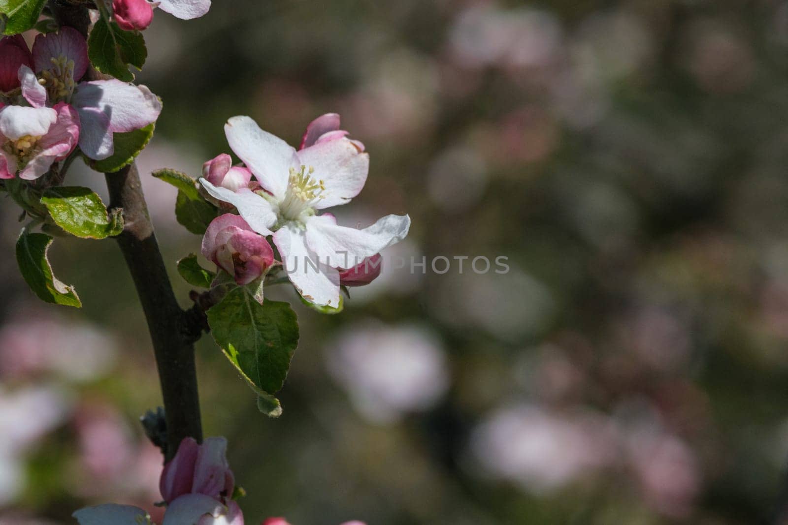 Flower of an apple tree plant cöpseiü