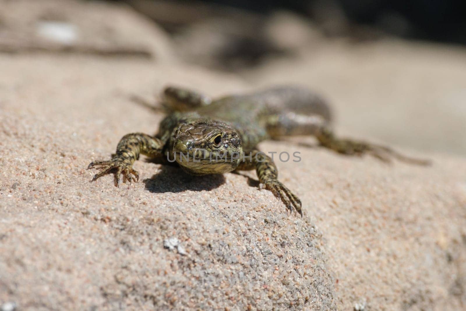 Common wall lizard (Podarcis muralis) reptile close-up outrood