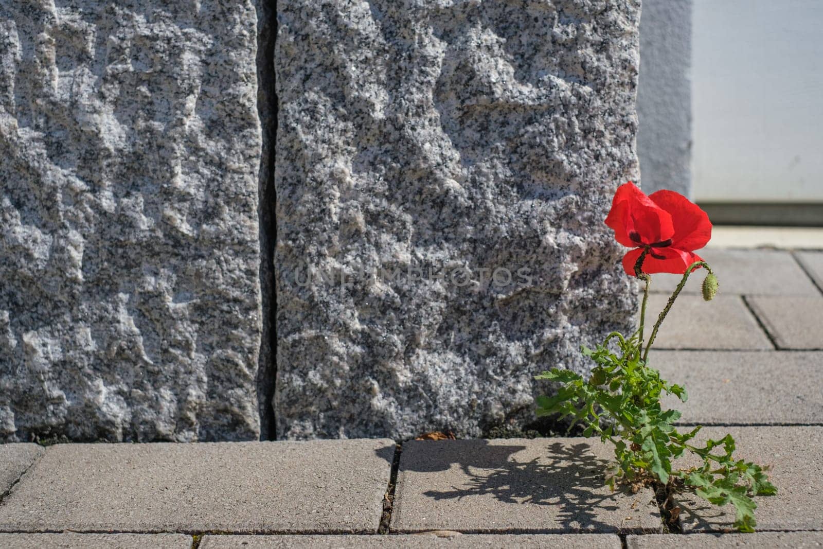 Red poppy flower between stones close-up