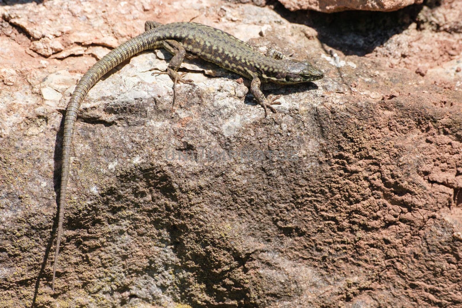 Common wall lizard reptile on a stone close-up