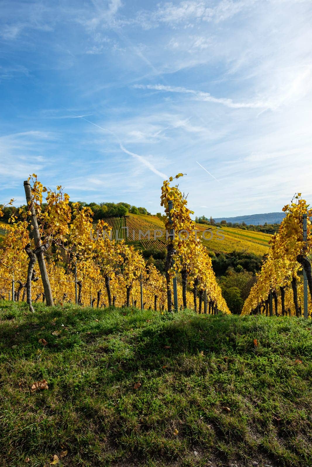 Yellow autumn colours of vines in a vineyard vertical