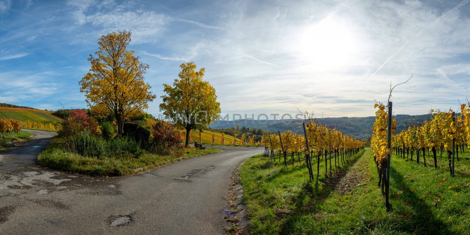Road in vineyard with trees and vines in yellow autumn colours landscape
