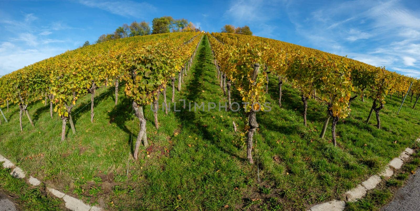 Vineyard hill in yellow autumn colours panoramic landscape