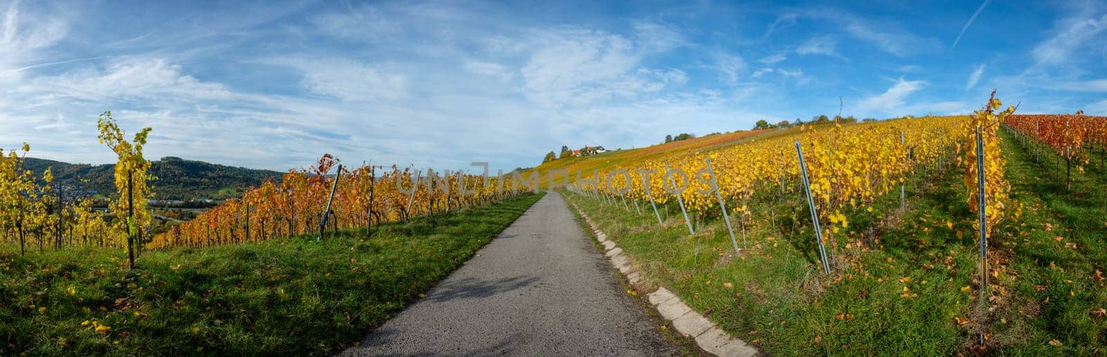 Road in a vineyard landscape in yellow and orange leaves in autumn colours