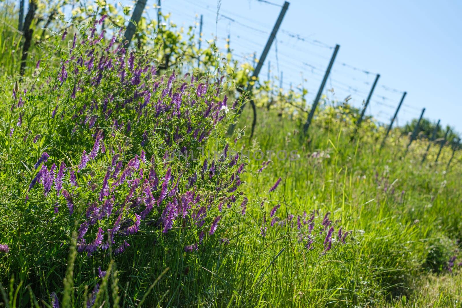 Purple flowers plant beside a vineyard farm landscape