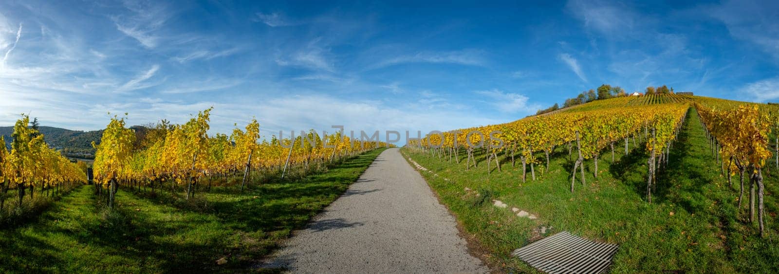 Panoramic landscape vineyard in yellow autumn colours with road