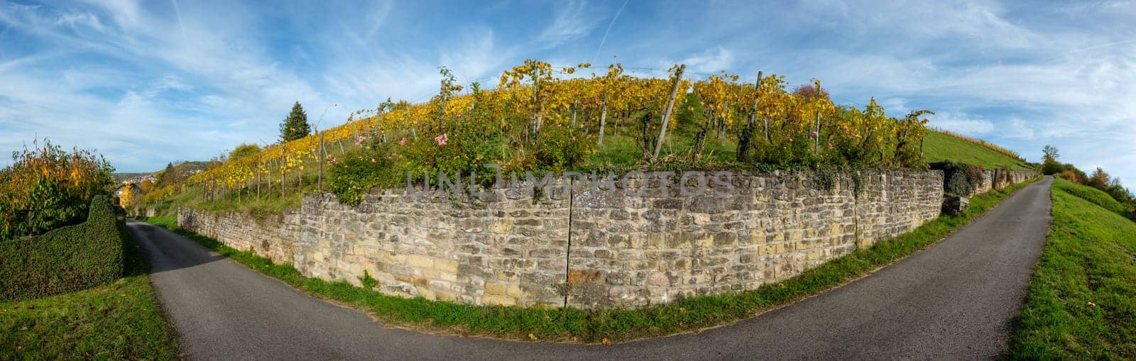 Stone wall of a vineyard in yellow autumn colours landscape