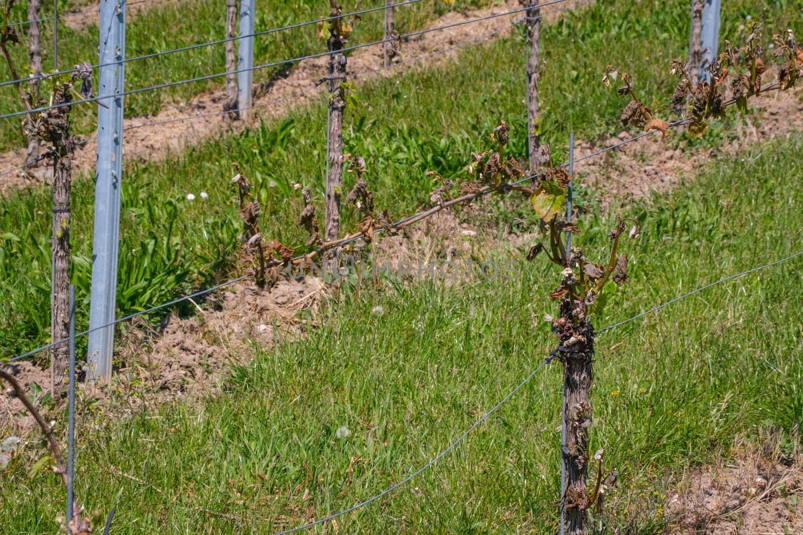 Grape with frost damage in a vineyard agriculture in spring