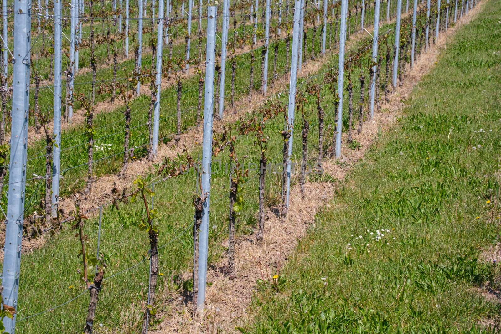 Grapevines in a vineyard with frost damage agriculture