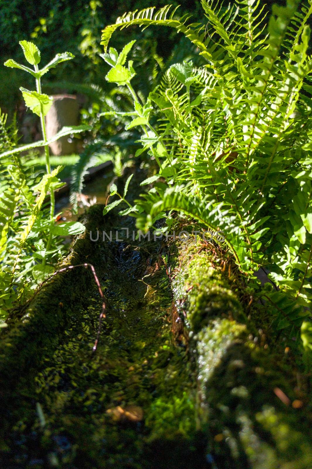 Plants sprouting from a canal made from an old hollowed-out log. Selective focus
