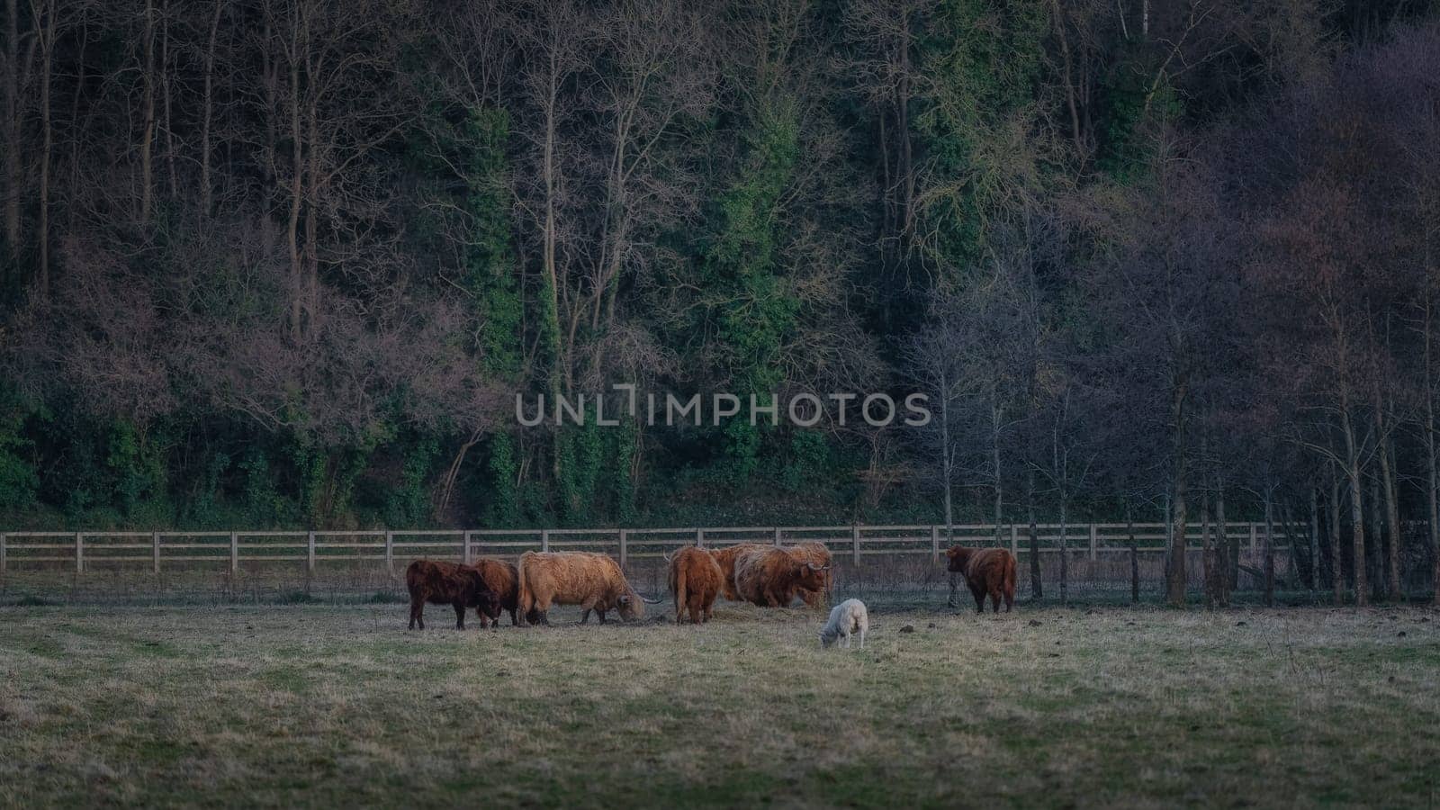 Beautiful, long furred or haired, ginger coloured Scottish Highland cattle grazing on field in the St Annes Park near Leixlip, Dublin, Ireland