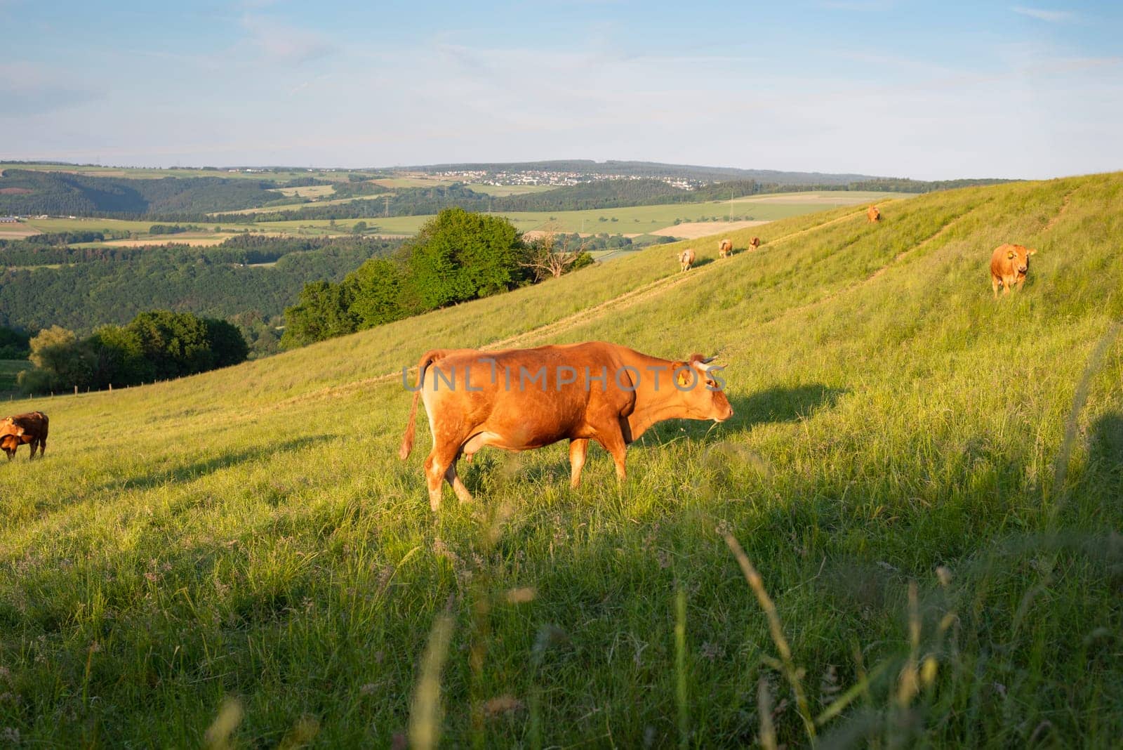 Cows grazing on pasture in Germany, species appropriate animal husbandry, farmland meadow